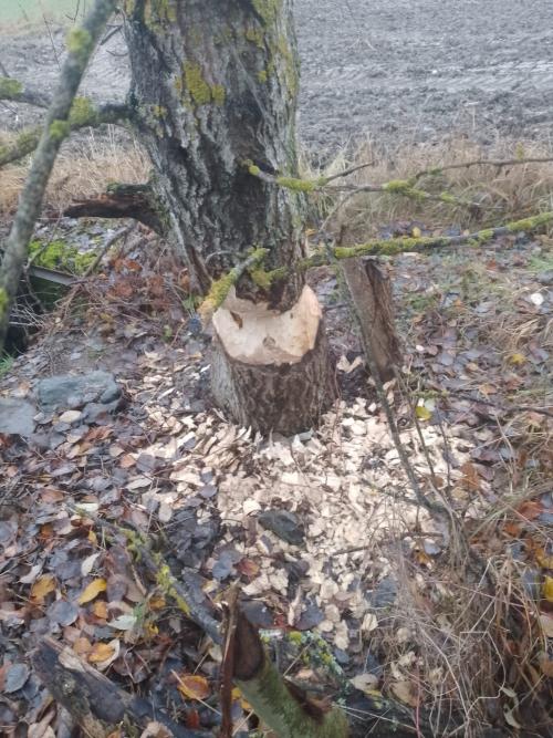 pokácení narušených stromů bobrem